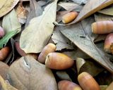 塩ゆでどんぐり(マテバシイ)作り方1写真