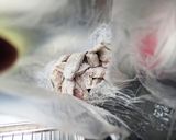 甘辛ピリッ！手羽中のカリカリ唐揚げ作り方1写真
