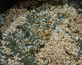 シソ味噌とボリボリきのこの朝ご飯作り方5写真