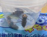 オオスズメバチ　幼虫の下処理作り方4写真