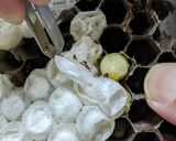 オオスズメバチ　幼虫の下処理作り方8写真