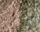 余った卵白でタンパク質たっぷりグラノーラ作り方4写真