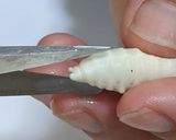 オオスズメバチ　幼虫の下処理作り方13写真