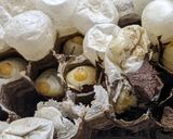 オオスズメバチ　幼虫の下処理作り方5写真