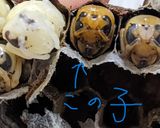 オオスズメバチ　幼虫の下処理作り方10写真