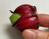 ハイビスカスローゼスの塩昆布漬け作り方6写真