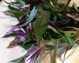 金時草のごまポン酢和え作り方1写真