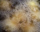 簡単チーズボール お弁当にも作り方6写真