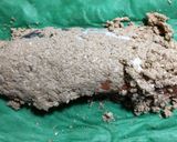 塩鮭の糠漬け 簡単な自家製のへしこ作り方1写真
