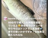 残り飯and残りシチューで簡単ドリア作り方12写真