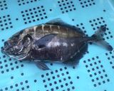 オキアジの活け造りとソテー作り方1写真