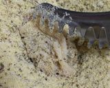 鶏の香草焼き*手作りシーズニング作りおき作り方6写真