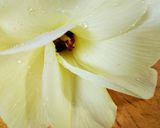 塩花おくらの作り方作り方1写真