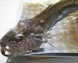 焼き魚は立てて焼こう作り方8写真