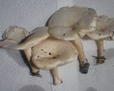 オオイチョウタケの佃煮作り方1写真