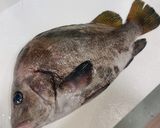 ヒゲソリダイ髭剃り鯛の捌き方 カヤカリ作り方1写真