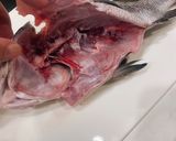 ヒゲソリダイ髭剃り鯛の捌き方 カヤカリ作り方4写真