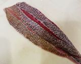 ヒゲソリダイ髭剃り鯛の捌き方 カヤカリ作り方10写真