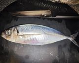 5分で鯵を3枚おろしに作り方1写真