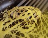 ポテトサラダのベール卵包み作り方7写真