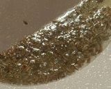 簡単スパイスから作るヘルシーカレー作り方4写真