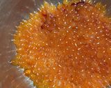 【少量用】いくらの塩漬け作り方1写真