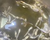 基本の煮干しとゲンコツのWラーメンスープ作り方2写真