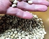 黒目豆(ブラックアイビーンズ)の茹で方作り方1写真
