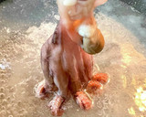 生タコの下処理&やわらか冷凍保存作り方16写真