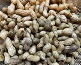 落花生の塩茹で作り方9写真