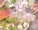 紫蘇の実たっぷり豚味噌作り方3写真