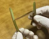 サツマイモのツル（茎）のキンピラ炒め作り方1写真