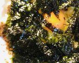 毎日のしろごはん●カツオ海苔玉子ごはん作り方2写真