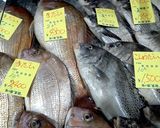 コショウダイのセビーチェ～魚の駅生地～作り方1写真
