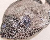 石垣鯛の酢みそディップ～魚の駅生地～作り方1写真
