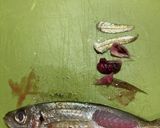 頭も食べる鯵（あじ）の黒酢南蛮づけ作り方3写真