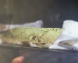 抹茶好きのためのパウンドケーキ作り方9写真