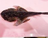 ガシラ（カサゴ）の一夜干し作り方11写真
