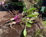 【大崎市】鬼首菜のふりかけ【伝統野菜】作り方5写真