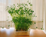 簡単おつまみ☆豆苗の海苔キムチ和え作り方5写真