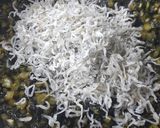 【冬の定番】大根葉とじゃこの炒め物作り方5写真