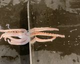 汁気を切って油はね防止、いかゲソの唐揚げ作り方2写真