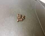 ささっと♪レタスの香味豆豉炒め作り方2写真