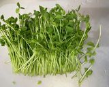 豆苗とナスのアラビアータ作り方3写真