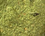 カレー麹deかぶの葉のベジタブルカレー作り方6写真