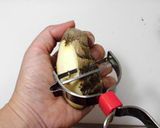 さといものみそ汁作り方1写真
