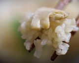 松茸香る！ 松茸ご飯作り方9写真