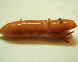 キャラ弁に♪　ウインナーでかばさん作り方5写真