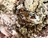デーツシロップ全粒粉　簡単チョコクッキー作り方6写真