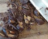 卵無しアメリカンアーモンドチョコクッキー作り方2写真